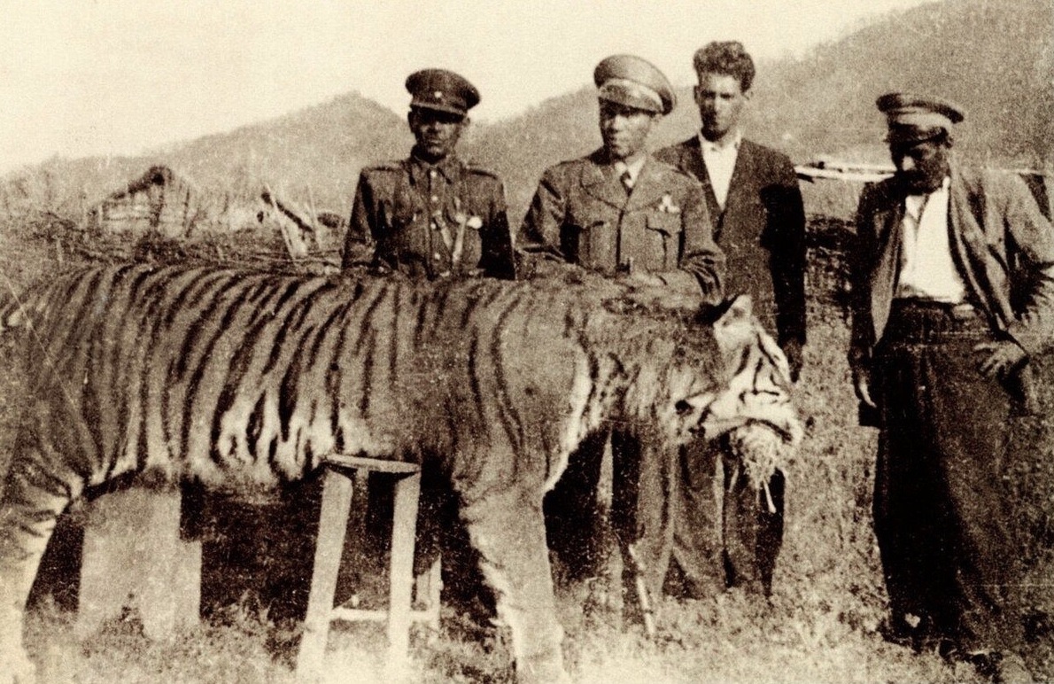 tigre cáspio